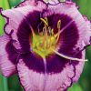 Hemerocallis Macbeth